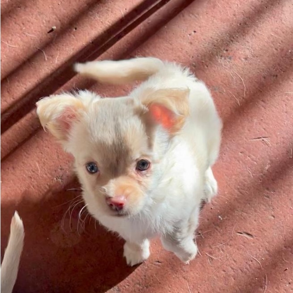 Meet your Posher, Alice